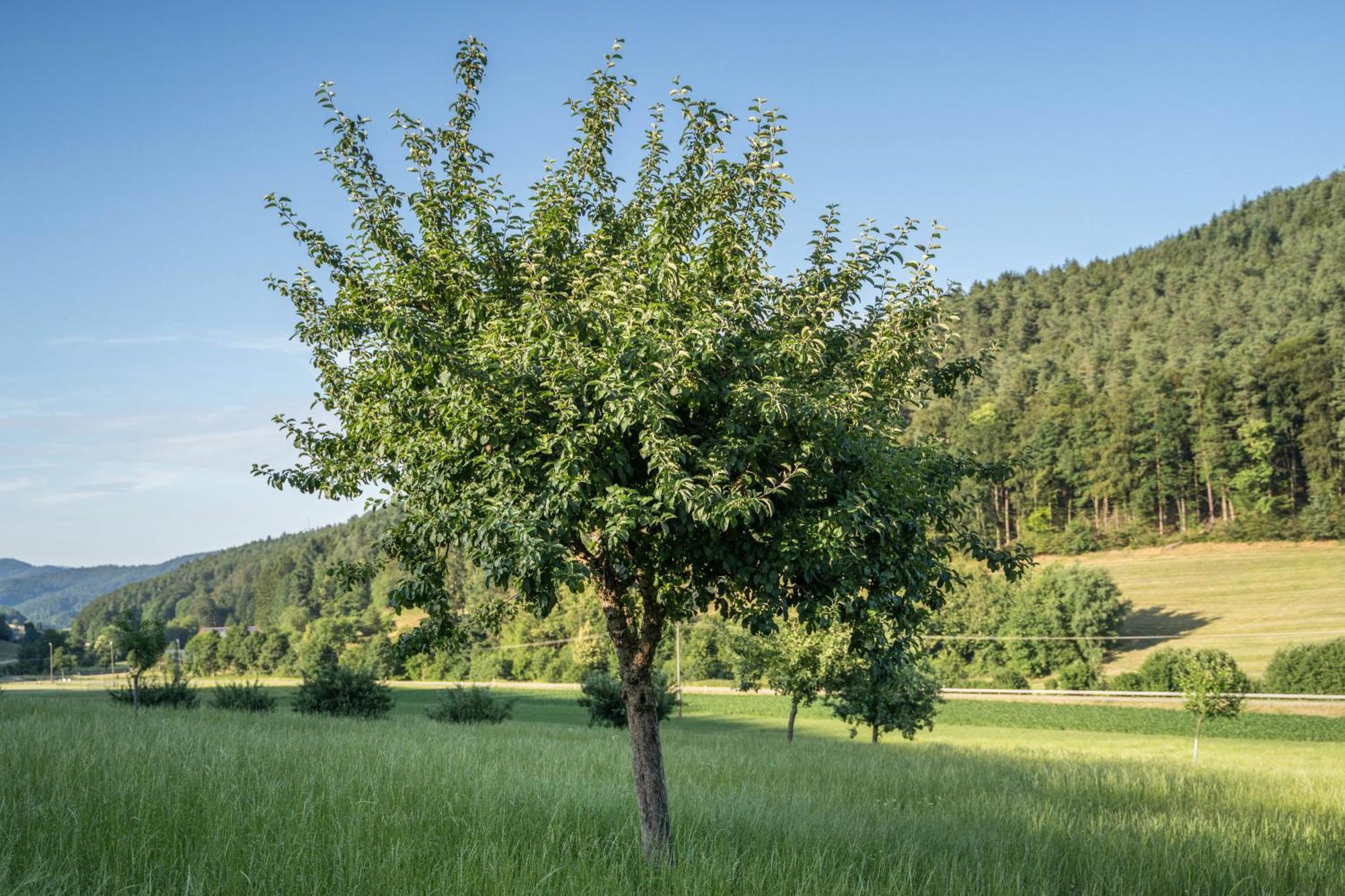 Ferienwohnung Ohnemus Schuttertal Εξωτερικό φωτογραφία